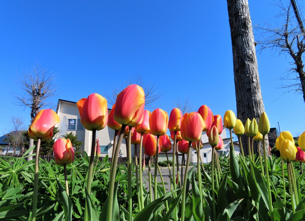 街の花　ミックス色
