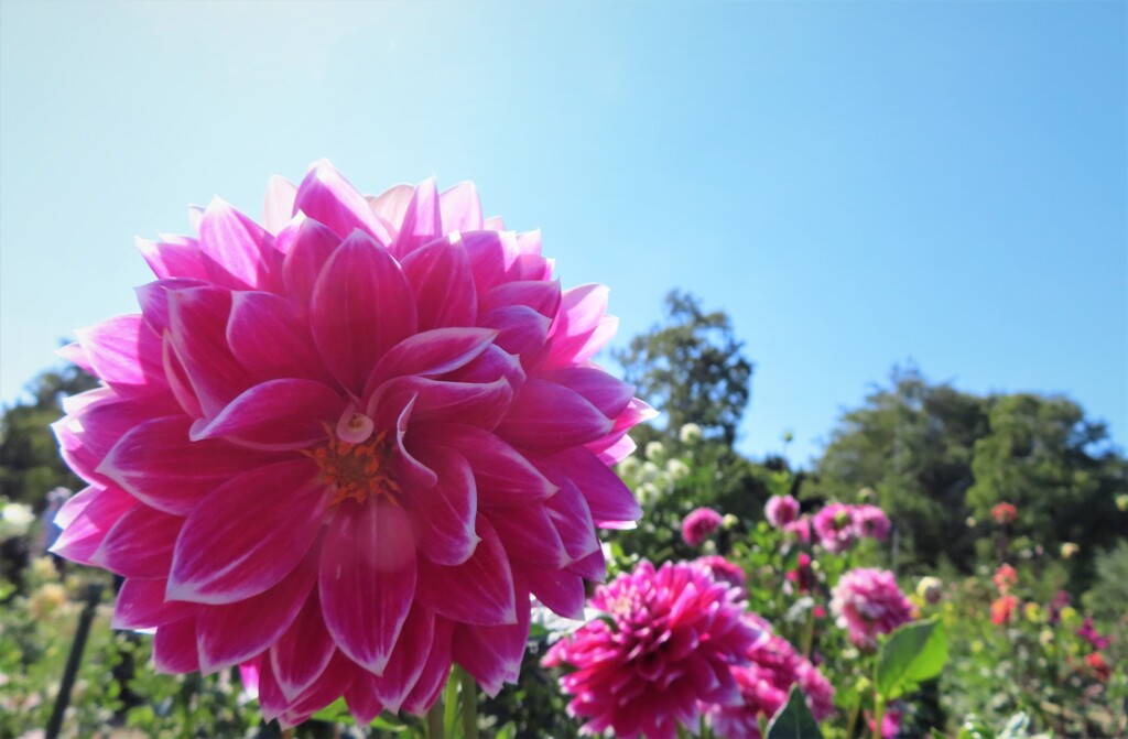 9月　札幌の花模様　２