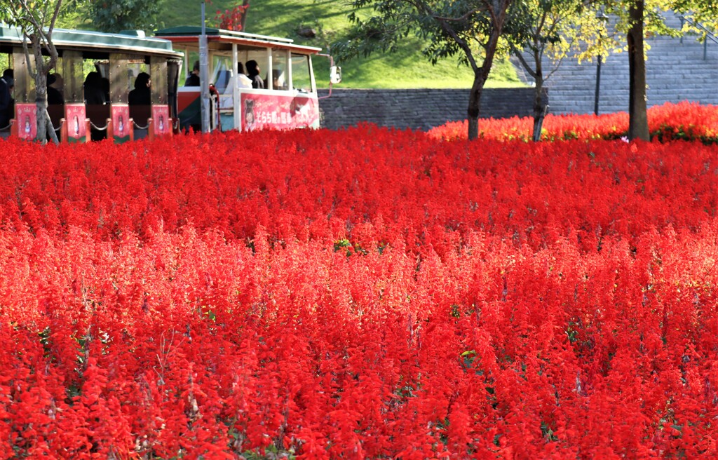 赤の向こうの園内バス