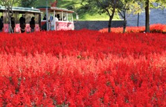 赤の向こうの園内バス