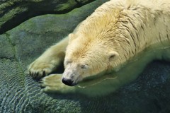 シロクマ　も寝ていた。