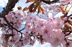 ５年前の桜　2