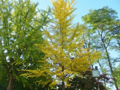 公園の紅葉　イチョウはまだかな？