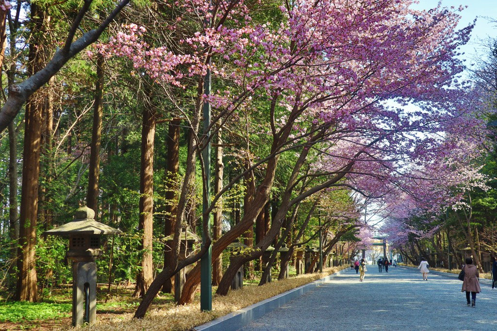 今日も花たち　平成最後撮り　3