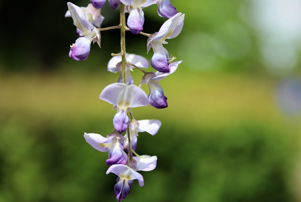 2021年5月　札幌の花たち　１