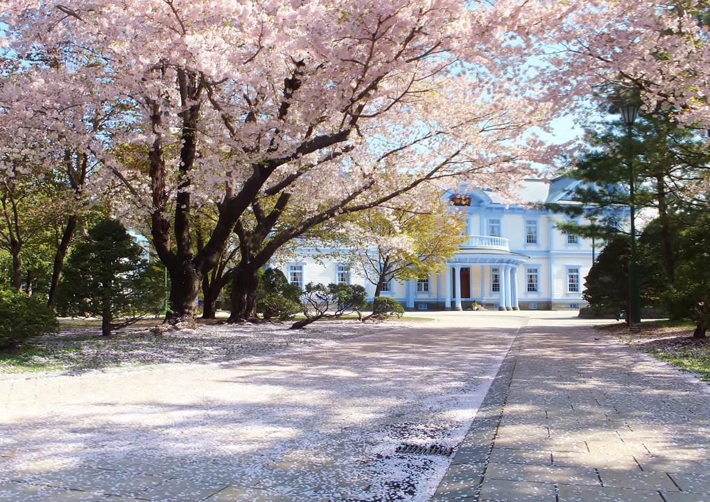 路上の花びら