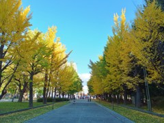 イチョウ並木　すすきの方面を望んで