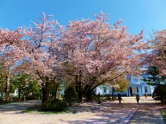 止めの桜