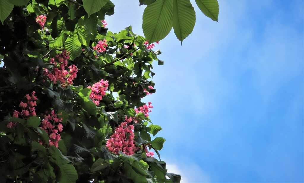 紅い華