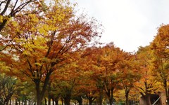 札幌の街　今秋最後のひと燃え　Ⅱ