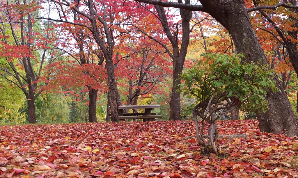 公園の秋　Ⅷ