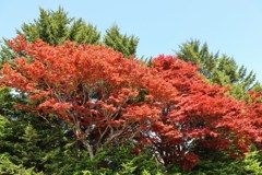 春紅葉