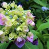 北の地の夏花たち　４