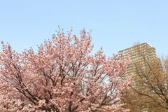 マンションと桜