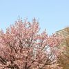マンションと桜