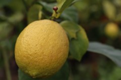 Ｌｅｍｏｎ