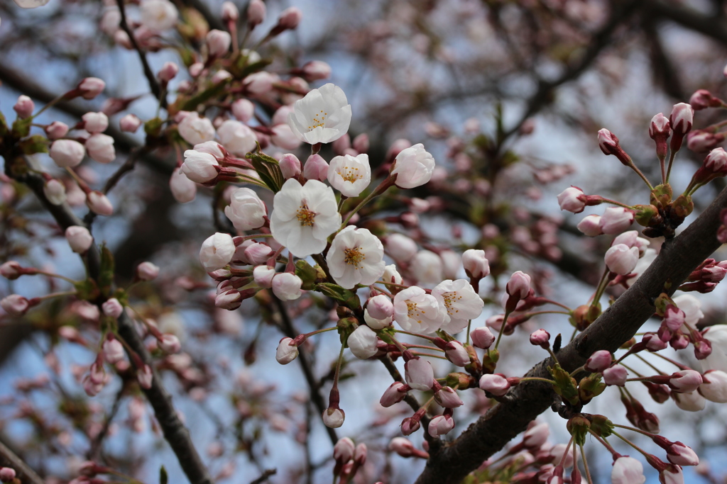 桜　4