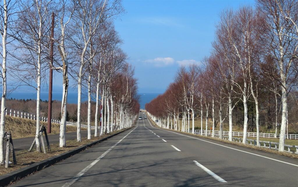 海へ向かう白樺の道