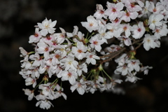 夜桜