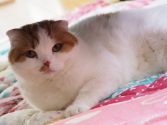 NEKO