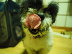 ごちそうさま