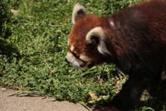 見つめるレッサーパンダ