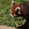 見つめるレッサーパンダ