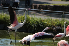 我ら翔び立つ＠東武動物公園