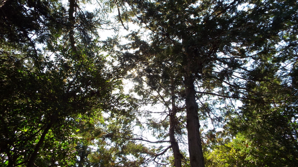 DSCF0219