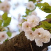 八重咲き