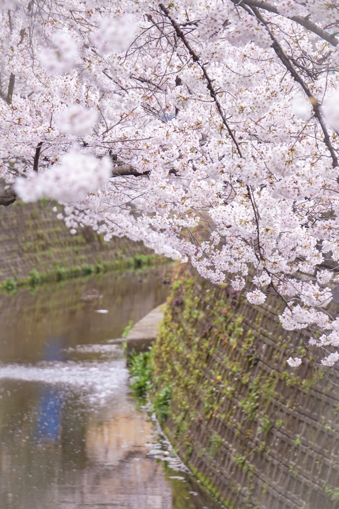 近所の川沿い