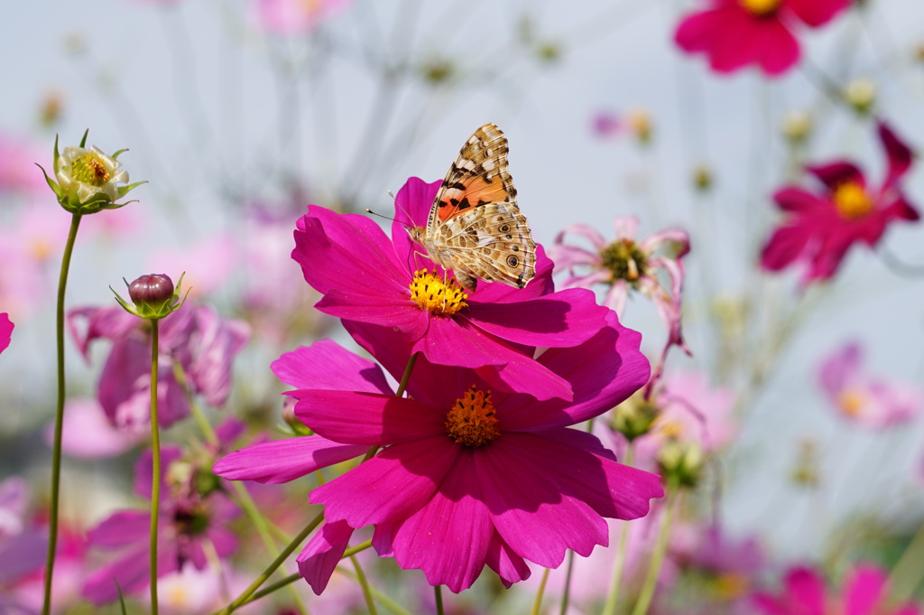 花に留まる