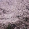 桜並木