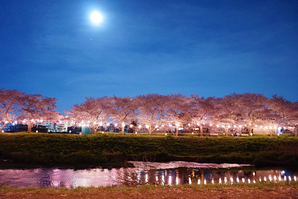 月と桜