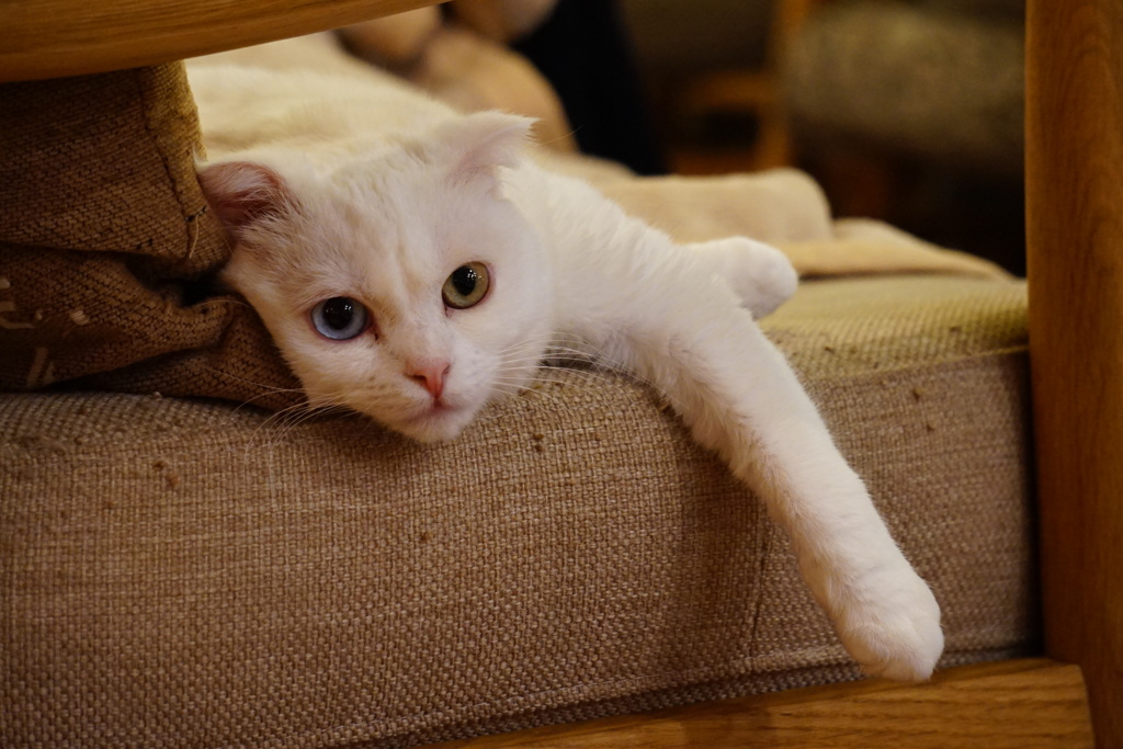 猫