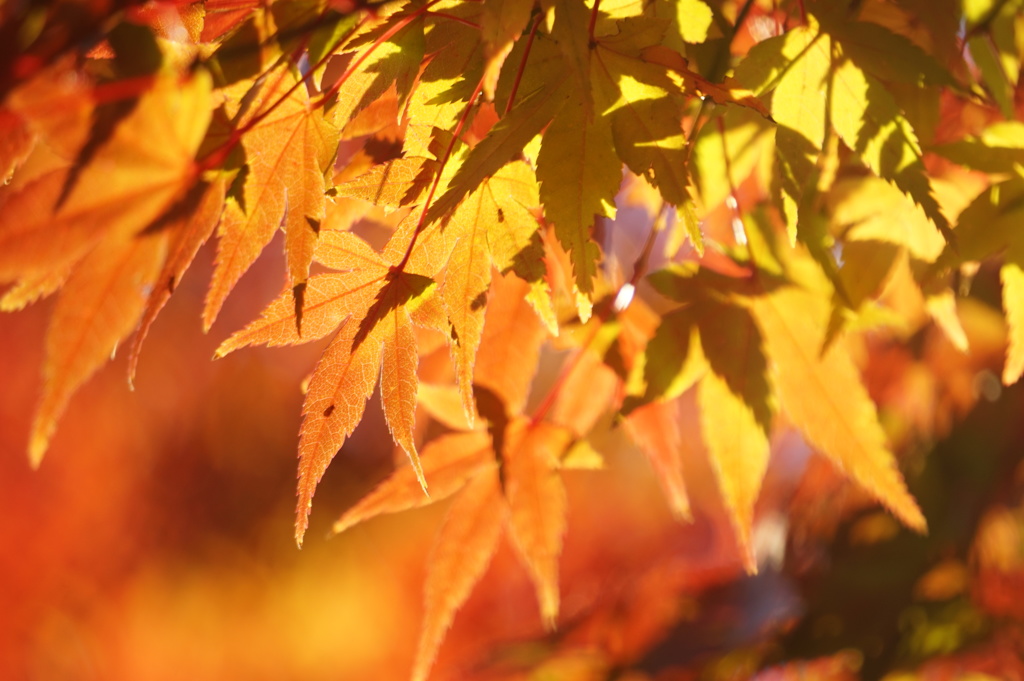 照紅葉