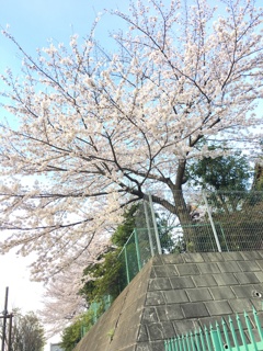 朝、神社でお祈り