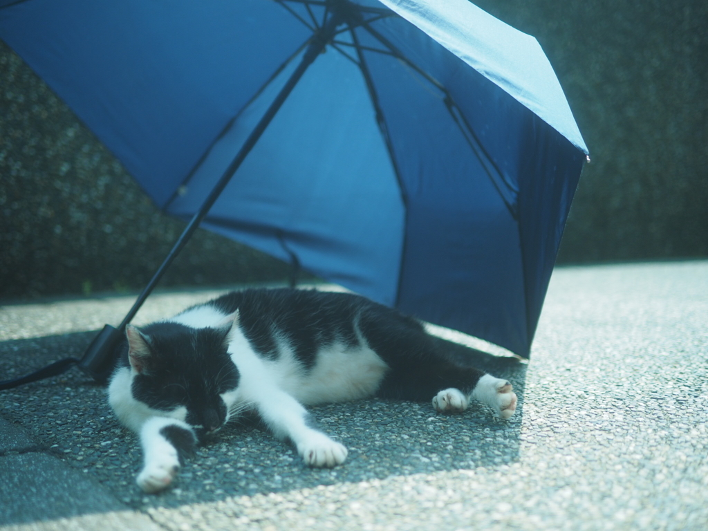 日陰。