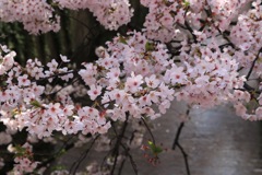 目黒川