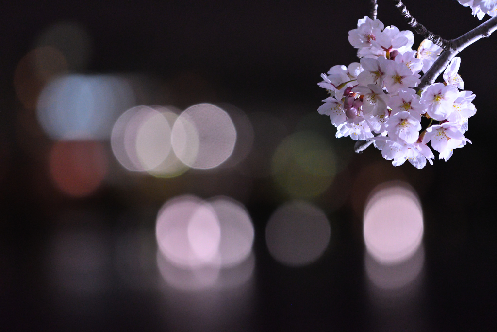 春の夜に浮かぶ