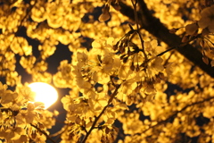 夜桜とは…