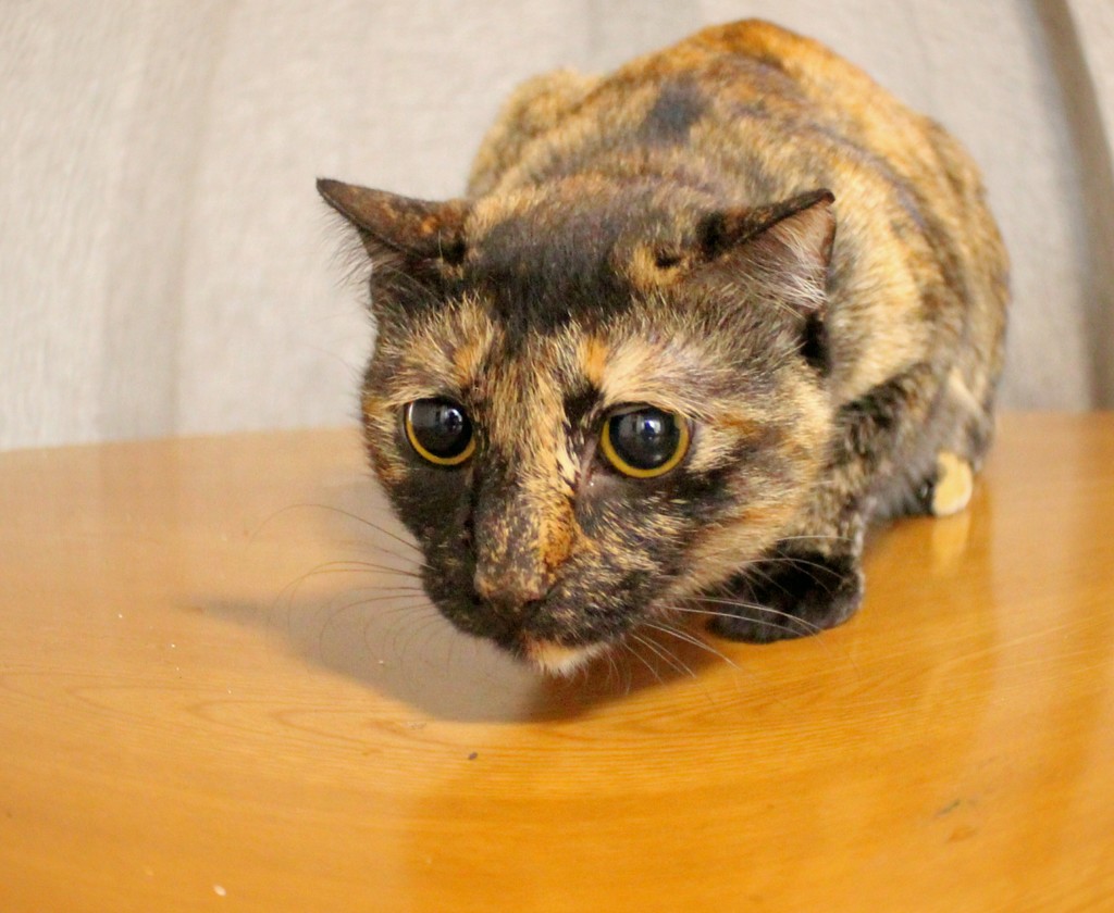 猫のもげちゃん。