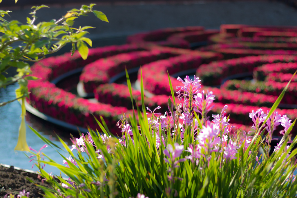 フレッシュなお花達