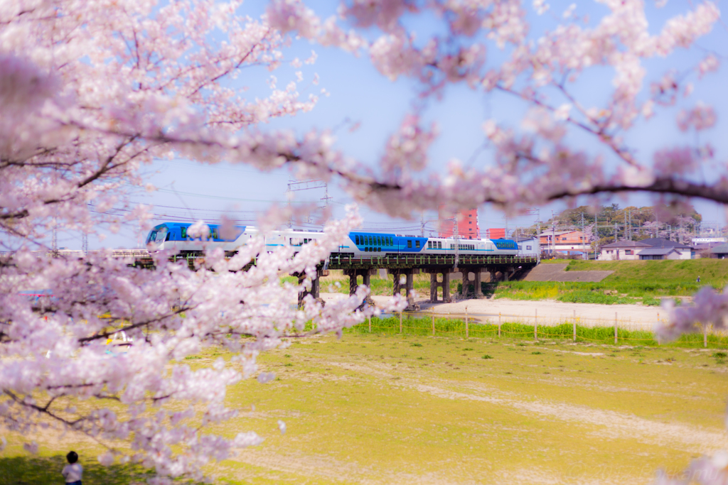 桜桜～