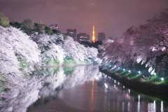 桜と東京タワー