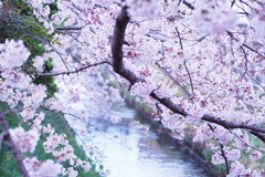 真間川のさくら