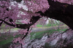 千鳥ヶ淵の夜桜