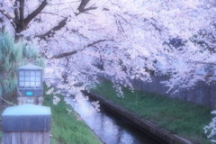 真間川のさくら