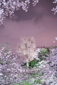 映える木