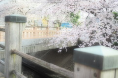 真間川のさくら